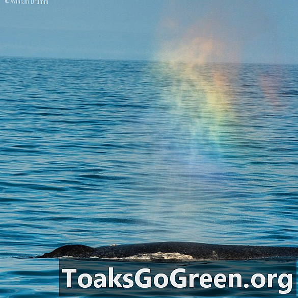 Arco-íris de baleia