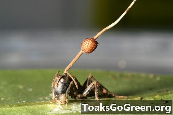 O que faz as formigas zumbis obedecerem