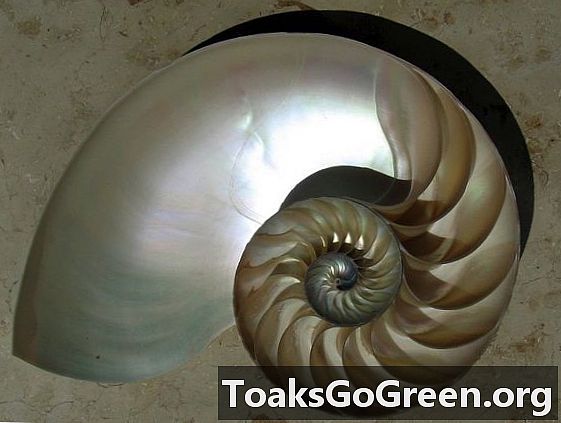 Apa yang istimewa tentang bentuk cangkang Nautilus?
