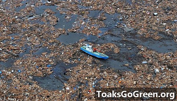 ¿Dónde están los restos del tsunami japonés? Solo los albatros saben