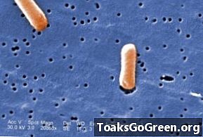 Как бактериальные дирижабли могут когда-нибудь стать целью болезни