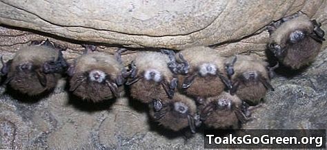 Baltojo nosies sindromas šikšnosparniams plinta į pietus nuo Alabamos
