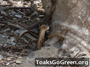 Wie is er beter dan Australiërs om een ​​slangenbeetzalf te identificeren?