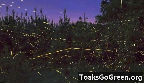 Mengapa fireflies menyala?