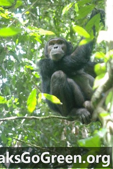 Ang mga wild chimps ay tunog ng mga alarma para sa hindi alam na mga kaibigan