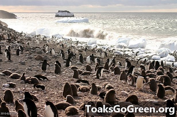 Budou tučňáci Adélie vítězi změny klimatu?