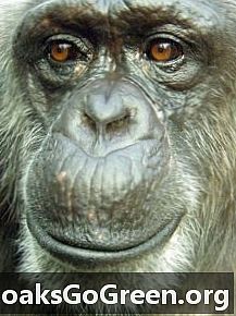 Med sådana liknande gener, varför skiljer vi oss så från chimpansar?