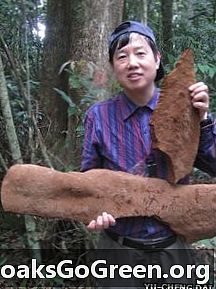 Världens största svamp som finns under träd i Kina