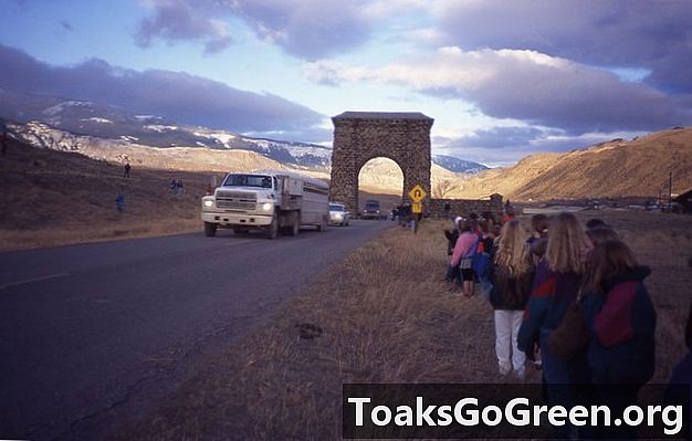 Oregon bilim adamları, kurtların geri dönüşünden yararlanan Yellowstone’un