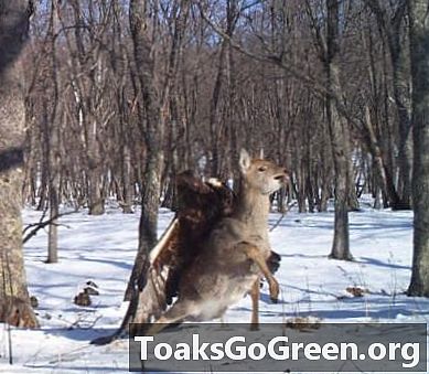 Kartal vs geyik şaşırtıcı fotoğraf