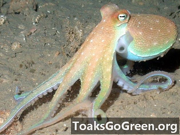 En blekksprut sanser lys med huden sin