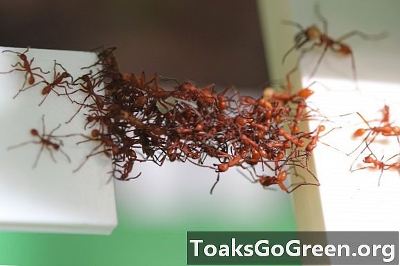 Vojaške mravlje gradijo žive mostove