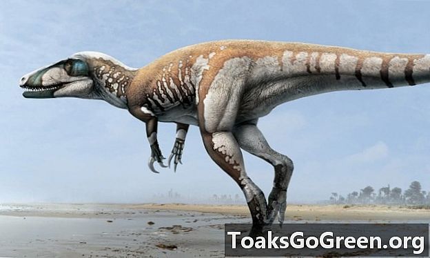 O maior dinossauro carnívoro da Austrália até agora