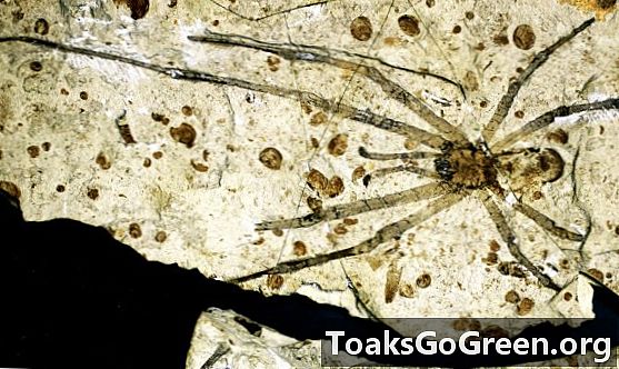 Největší fosilní pavouk