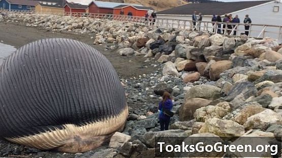 Balena moartă umflată ar putea exploda în orașul Newfoundland