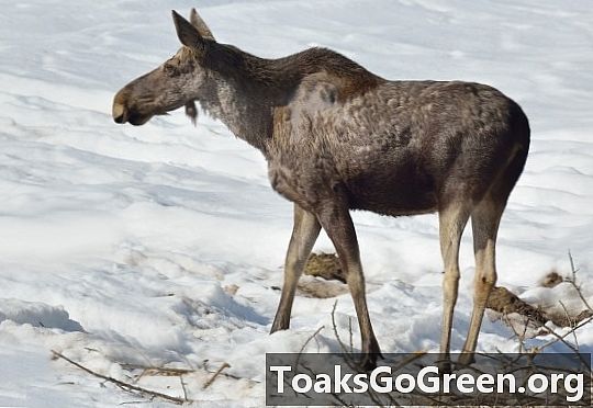Paraziti koji sišu krv nazivaju se jeleni rodovi koji se šire Norveškom