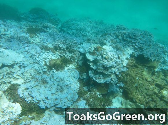 Evenimentul de albire a coralilor amenință recifurile din întreaga lume