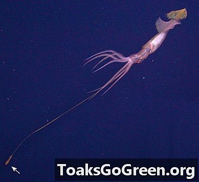Lula do mar atrai presas com linha de pesca com tentáculos