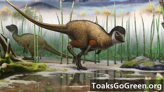 Всички динозаври имали пера?