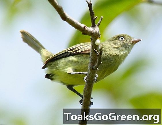 Upptäckter i Amazonas: 15 nya fågelarter