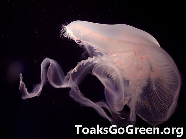 Est-ce que cette méduse ressemble à un vaisseau spatial, ou quoi?