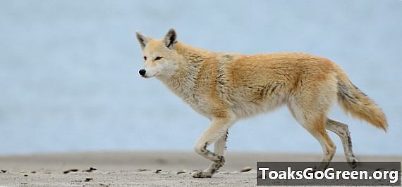 Eastern coyote er en hybrid, men 'coywolf' er ikke en ting