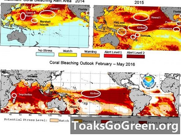 Az El Niño meghosszabbítja a korallfehérítő eseményt