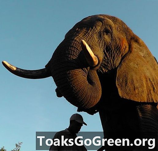 Os elefantes sabem o que significa apontar, não é necessário treinamento