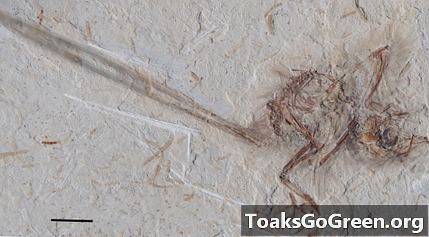 Hóa thạch chim đầu tiên được tìm thấy ở Brazil