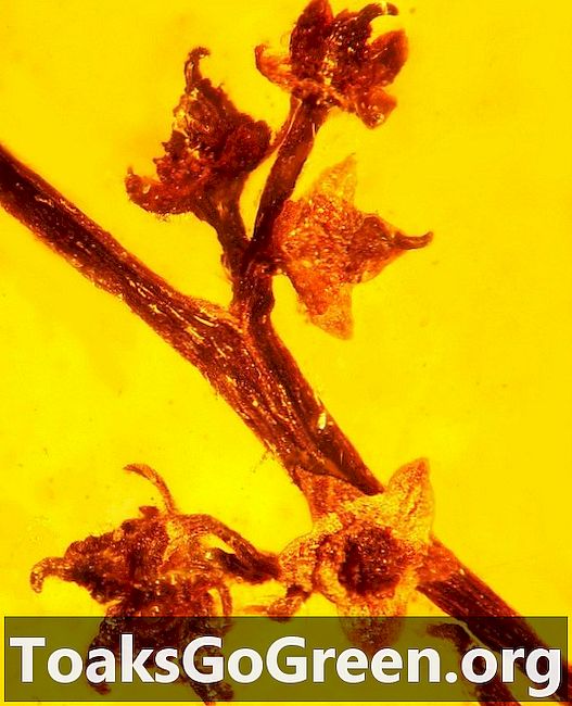 Floare păstrată în chihlimbar vechi de 100 de milioane de ani, una dintre cele mai complete găsite vreodată