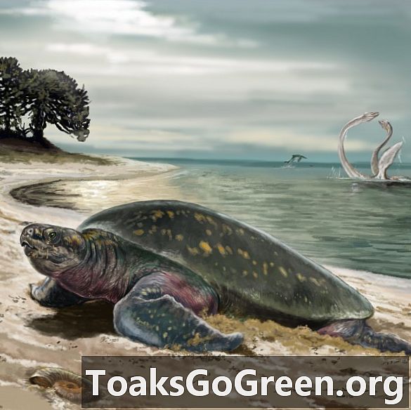 Fossilt bevis på Jordens ældste havskildpadde