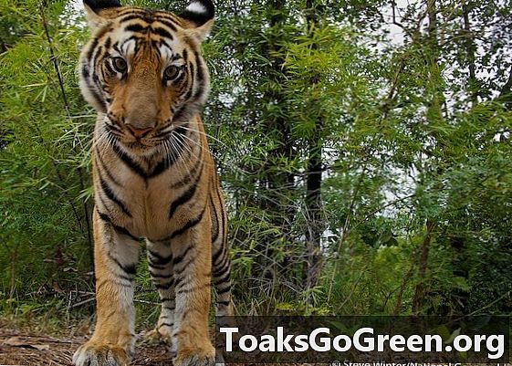 Hoop voor tijgers woont op Sumatra