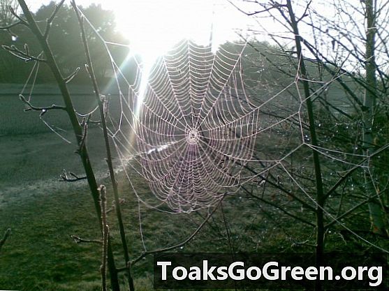Jak elektřina pomáhá spider webům chytit kořist