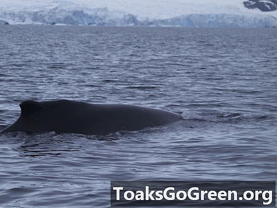 Wieloryby również spędzają zimę na Antarktydzie