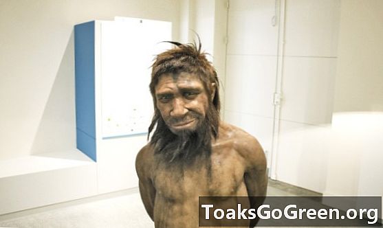 De link tussen Neanderthalers en mensen ontbreekt nog