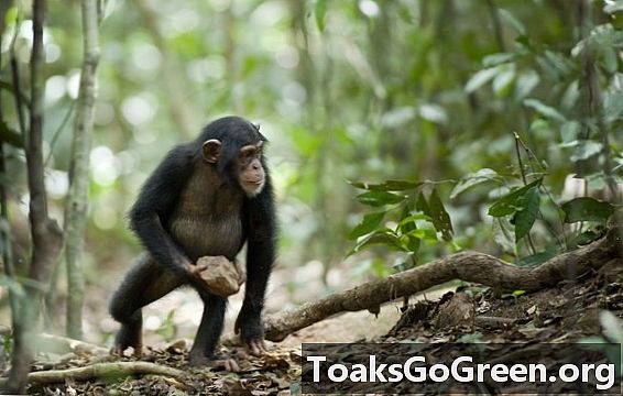 神圣仪式的神秘黑猩猩行为证据？