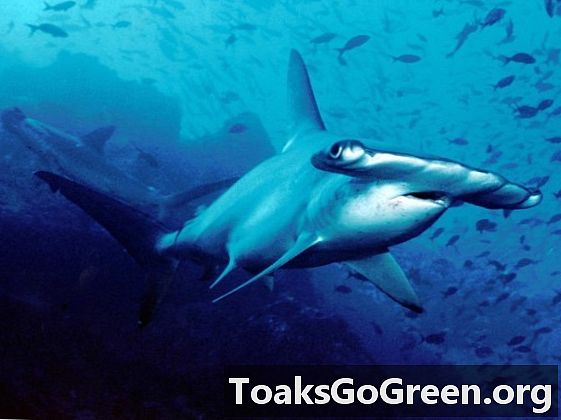 Nuevas especies de tiburones martillo descubiertas