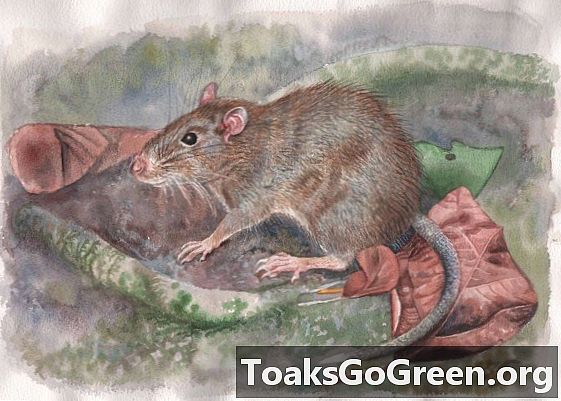 Nytt råtta släkte upptäckt i födelseplatsen för evolutionsteorin