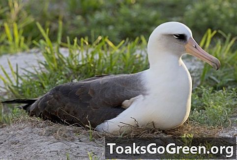 Le plus ancien albatros Sagesse a perdu son oeuf