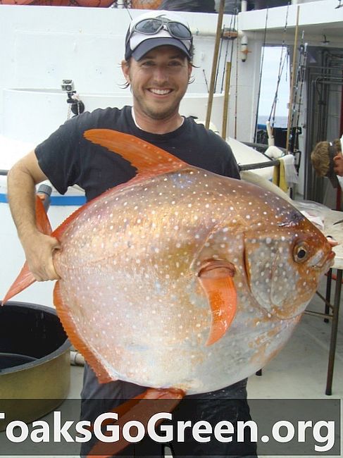 Opah, de eerste echt warmbloedige vis