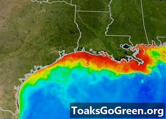 Mogelijk record-instelling dode zone Golf van Mexico voorspeld