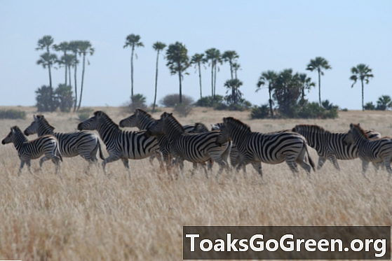 Hinuhulaan ang paglipat ng zebra mula sa kalawakan