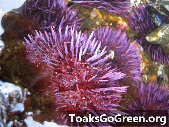 Landak laut ungu memiliki senjata terhadap pengasaman laut