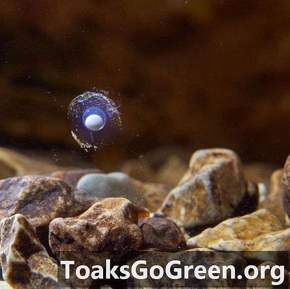 Rzadki salamandra składa jaja w jaskini Słowenii