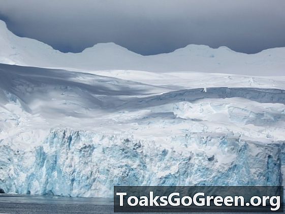 انٹارکٹیکا کے برف سے پاک حصوں کو سمندری فرش کالونیوں سے باز رکھتا ہے