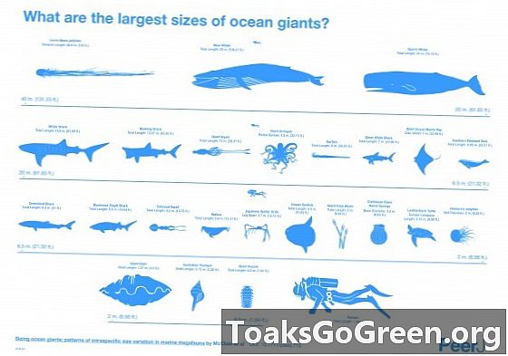 Prezrite si porovnateľné veľkosti morských gigantov