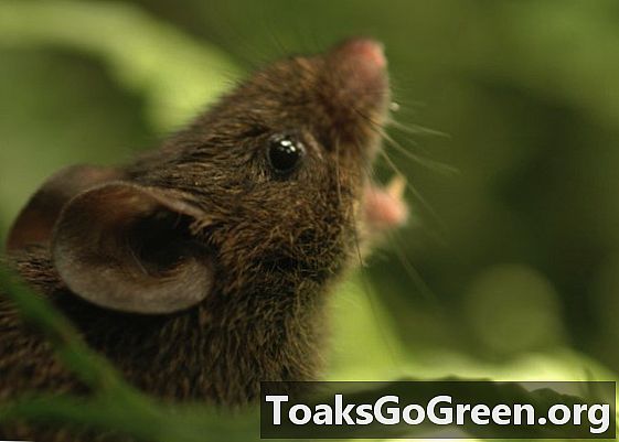 Пеещите мишки защитават газона си с висок тон