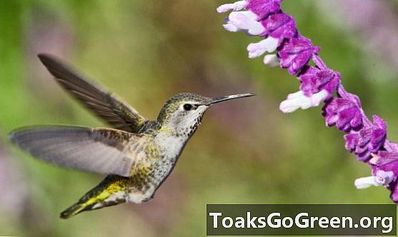 Il colibrì vola più come un insetto che un uccello, dice lo studio