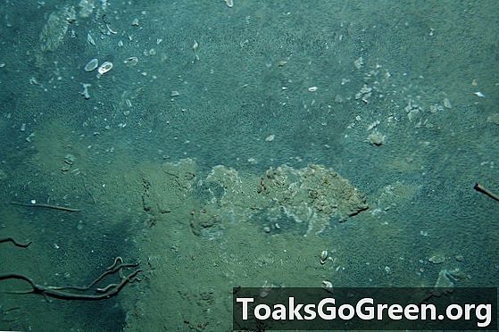 Исследование обнаружило новое сообщество червей, влияющих на выброс метана в океане