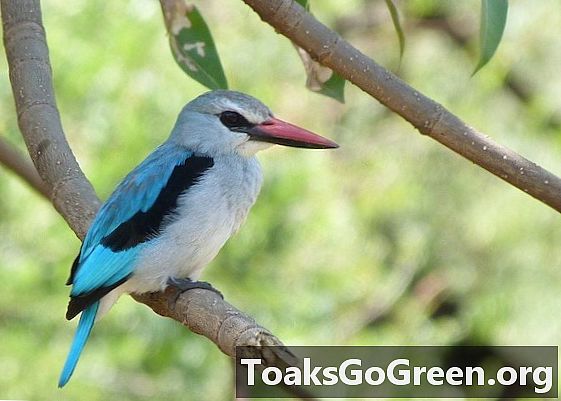 Păsările din Tanzania supraviețuiesc în rețea protejată